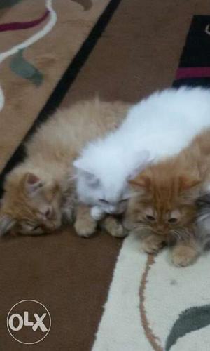 Parsian kittens 2 Female & 1 Male. Each one