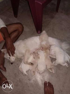 Pavalion puppies white nd golden Colour. 35 days