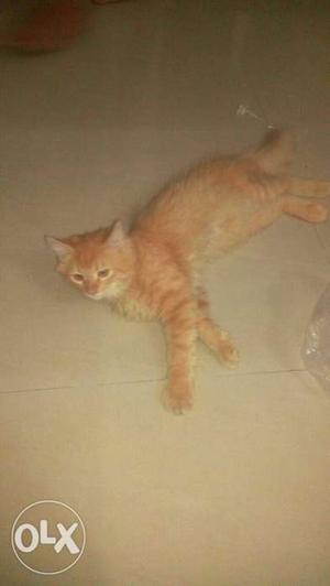 Persian Orange Short Furred Cat