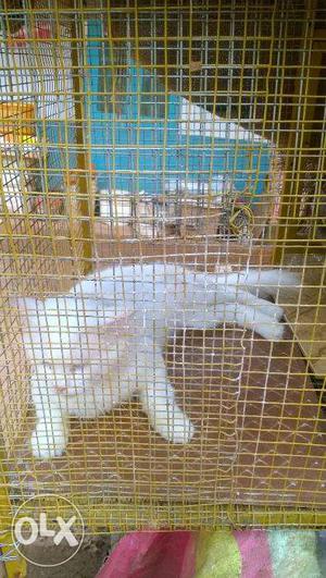 Persian cat for sale (2 year old) result male