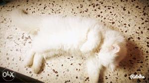Persian cat for sale- Age:- 4 months, Colour:-