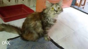 Persian cat for sale with all accessories