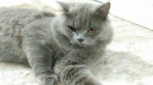 Persian cat, one year old extremely friendly and