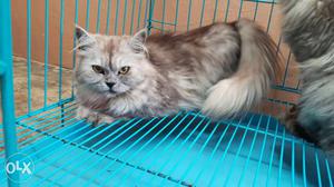 Persian cats available