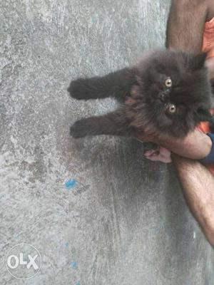 Persian kittens. colour: coffee brown, white