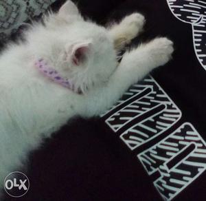 Persian white kitten, two month old.