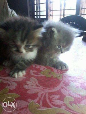 Persion kittens 3 Nos