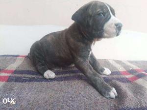 Pets kennel:-American pittbul male blue color with blue eyes