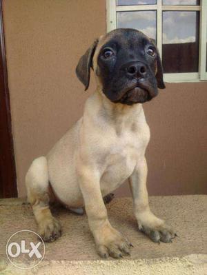 Pets kennel:-Bull mastiff male champion bloodline puppies