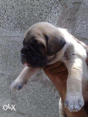 Pets kennel:-Bull mastiff male independent puppies sell with