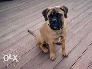 Pets kennel:-Bull mastiff male trained puppies 4 sales call