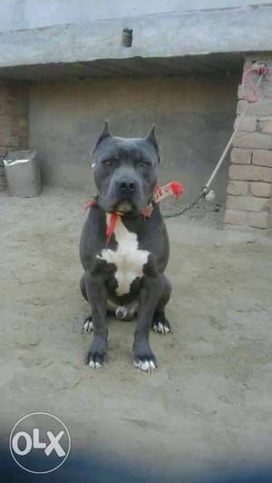 Pitbull Puppies heavy size with strong bones available