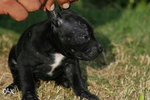 Pitbull females for sale only seriuos