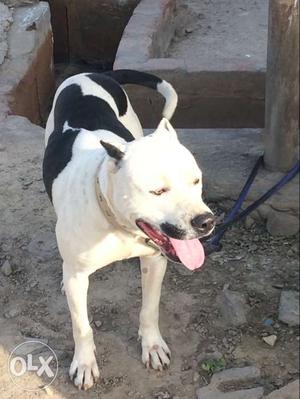 Pitbull male 14 month old healthy and vaccinated