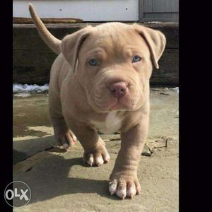 Pittbull puppy's Brown And White Short Coated puppy sell in