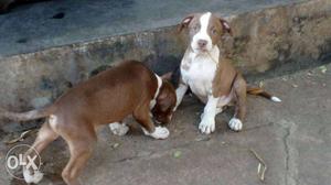 Pittbull puppy's for sale in trissur