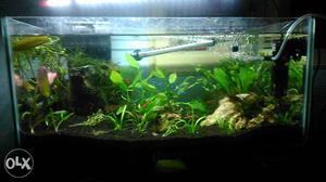 Planted tank full set with aquarium 2feet long 7