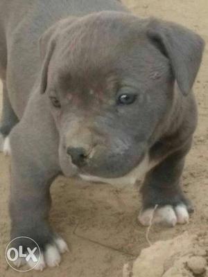 Pocket size american bully grand daughter of