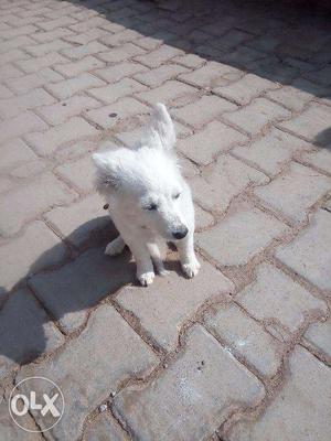 Pomeranian female dog. white 3 months old