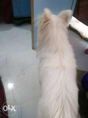 Pomerian dog. 2 years old. very friendly and