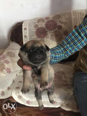 PuG Male Show Quality 35 days old