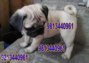 Pug Mail & Femail Sale very healthy Active and