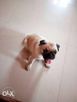 Pug Puppy 2.5 months old very active pup price negotiable