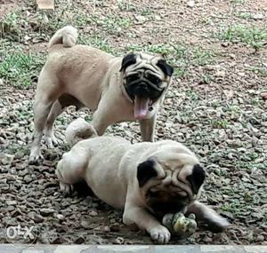 Pug female 2 year old for sale... littered...