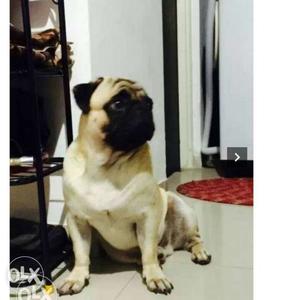 Pug..he is very active and play full understand