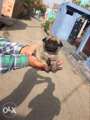 Pug male good and show quality 30 days old