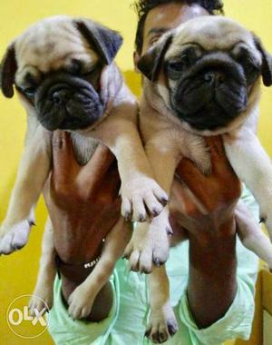 Pug male puppies available for sale