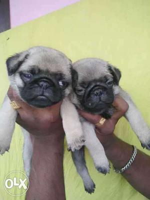 Pug puppies available male  female 