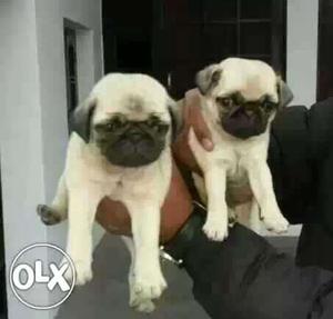 Pug puppies available male  female  all