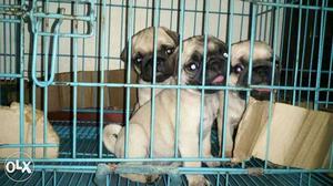 Pug puppies for sale puar breed and kennel club