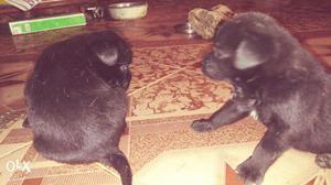 Pug puppies for sales rs  days old price