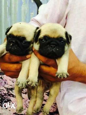 Pug puppies from available