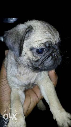 Pug puppy In Davanagere