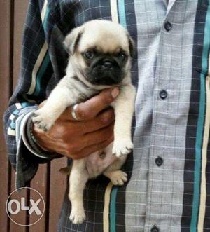 Pug puppy for show quality