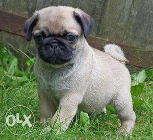 Pug puppy male very active and playfull available