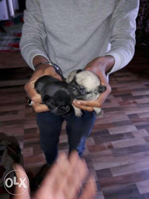 Pug puppy ready for sell
