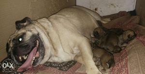 Pug pups available male,female newborn heavy bone