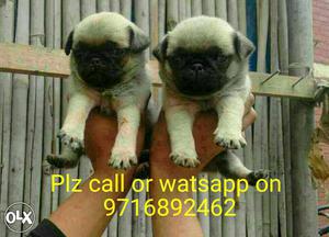 Pug pups) khajanaa..also we deals in all types puppies
