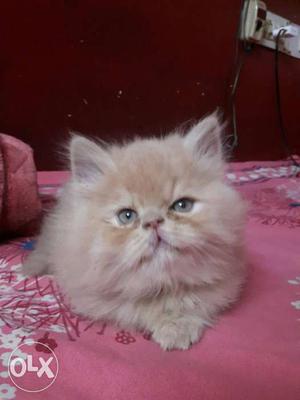 Punch face kittens available
