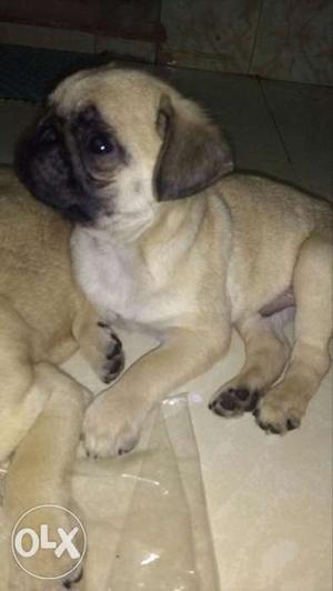 Puppy pug...price negotiable