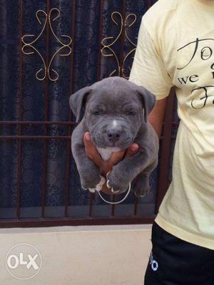 Puppy top sell in [[ss]]]-Brown And White American Pit Bull