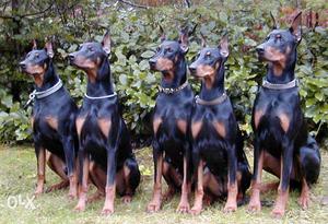 Pure Doberman puppies,good health, cute and too sell for