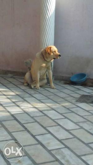 Pure Labra golden male age 1 year 4 months