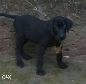 Pure black labrador dog MALE Age:_60days