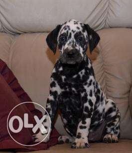 Pure bloodline 5 month old female dalmatian puppy