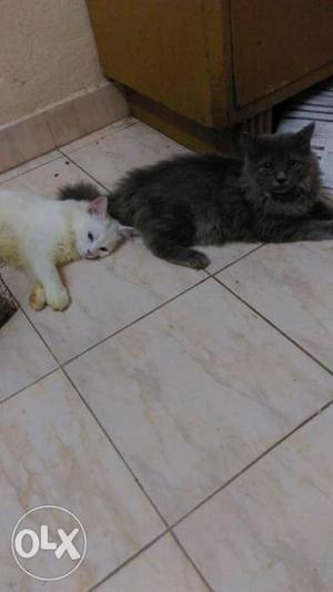 Pure breed vaccinated Persian cats 5 months old